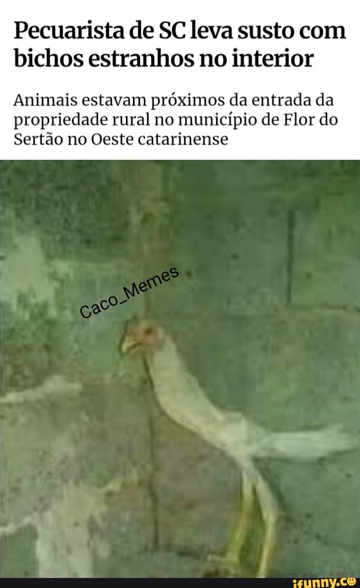 Pecuarista de SC leva susto com bichos estranhos no interior
Animais estavam próximos da entrada da propriedade rural no município de Flor do
Sertão no Oeste catarinense