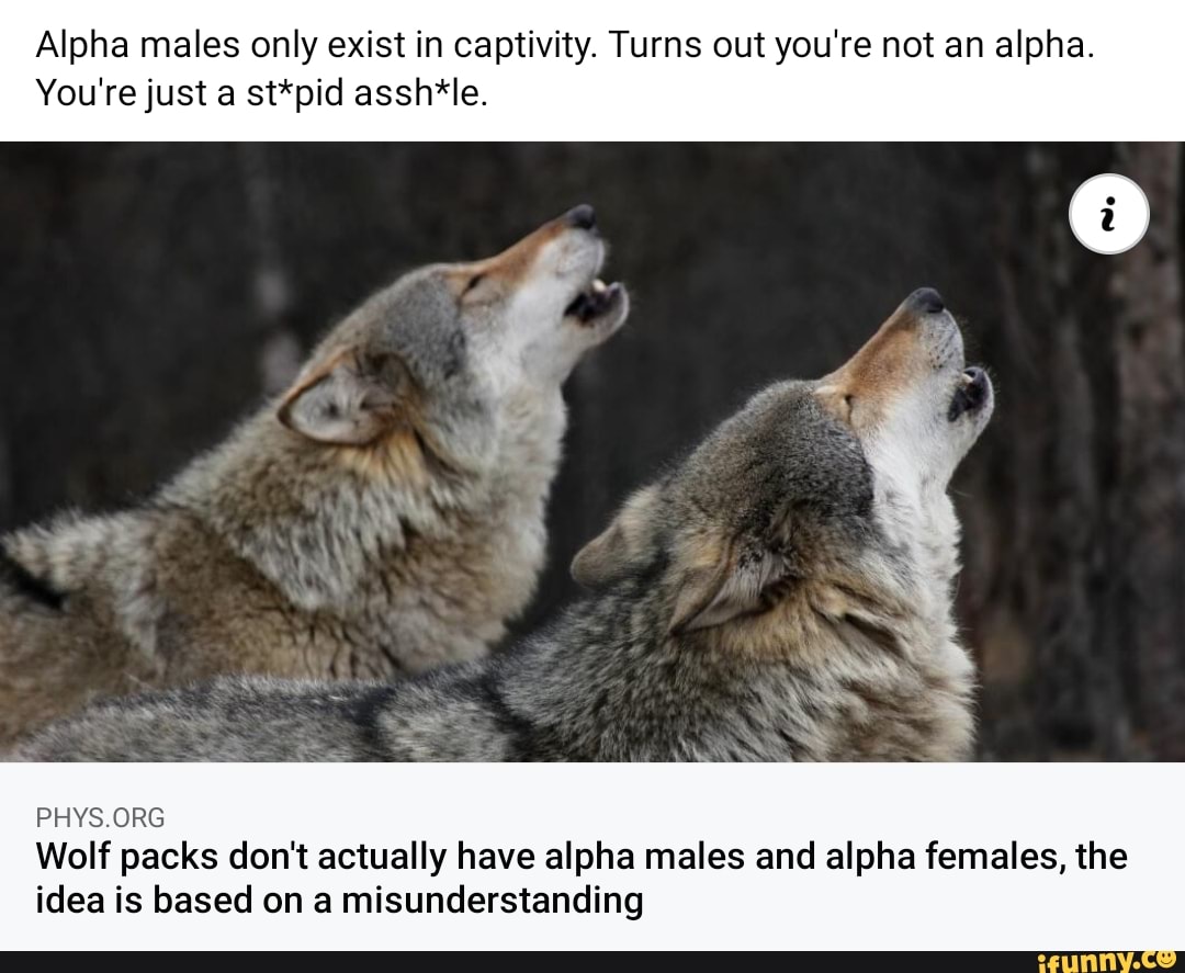 Alpha males only exist in captivity. Turns out you're not an alpha. You