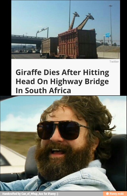Giraffe Dies After Hitting
Head On Highway Bridge
In South Africa