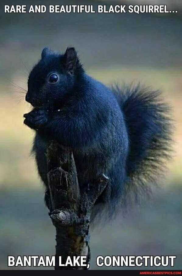 RARE AND BEAUTIFUL BLACK SQUIRREL...
BANTAM LAKE, CONNECTICUT