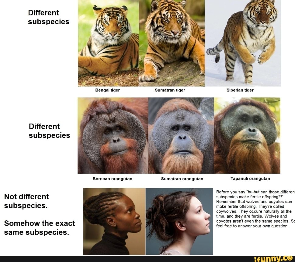 Different subspecies Different subspecies Bornean orangutan Sumatran