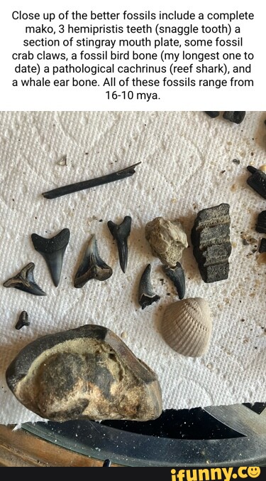 Close up of the better fossils include a complete mako, 3 hemipristis teeth  (snaggle tooth) a