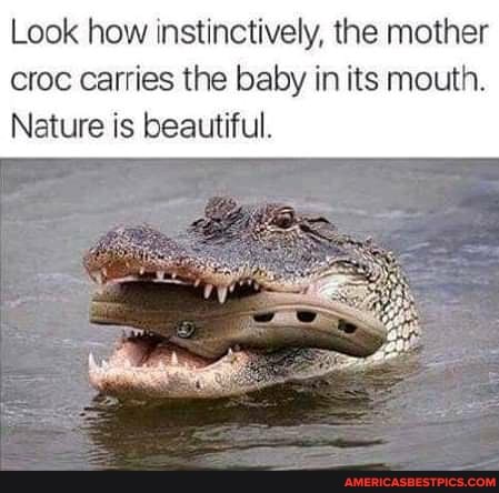Look how instinctively, the mother croc carries the baby in its mouth.
Nature is beautiful.