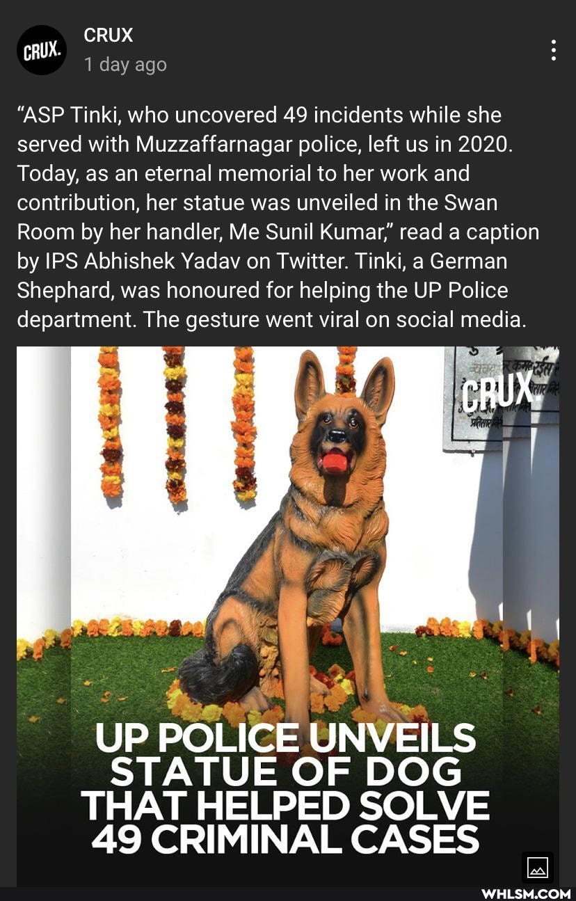 CRUX CRUX.
1 day ago
"ASP Tinki, who uncovered 49 incidents while she served with Muzzaffarnagar police, left us in 2020.
Today, as an eternal memorial to her work and contribution, her statue was unveiled in the Swan
Room by her handler, Me Sunil Kumar," read a caption by IPS Abhishek Yadav on Twitter. Tinki, a German
Shephard, was honoured for helping the UP Police department. The gesture went viral on social media.
pi
CRUX.
UP POLICE UNVEILS STATUE OF DOG THAT HELPED SOLVE AS CRIMINAL CASES