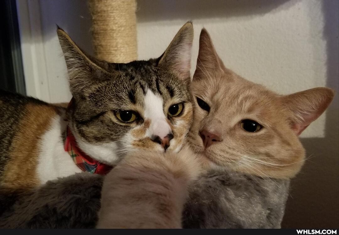 cat, cats, kitten