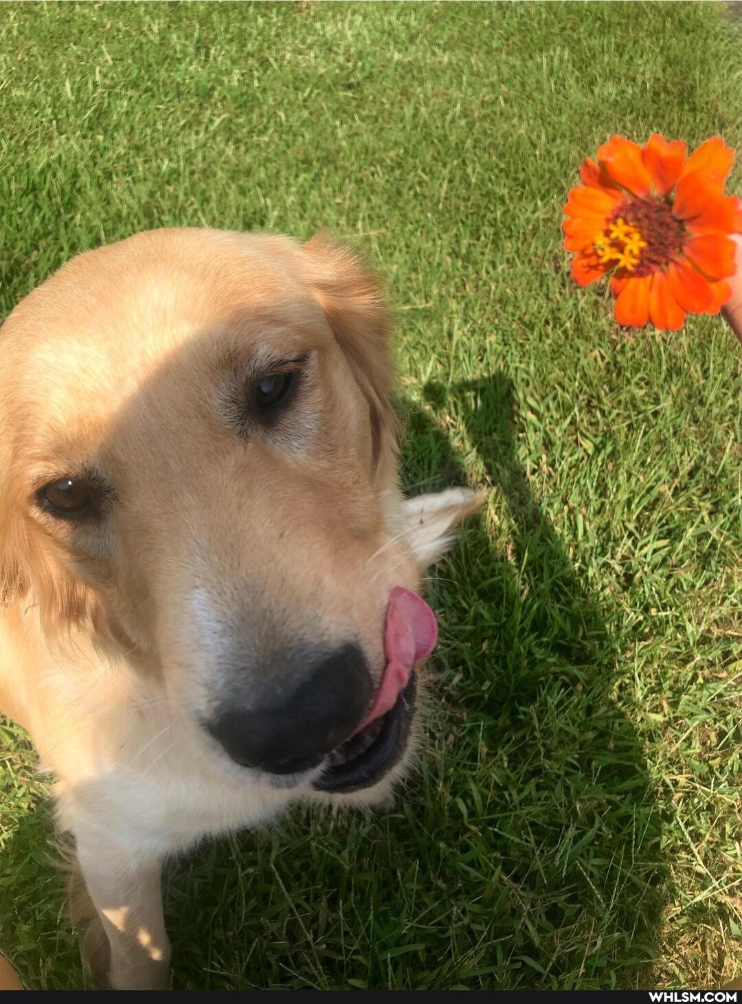 dog, flowers, puppy