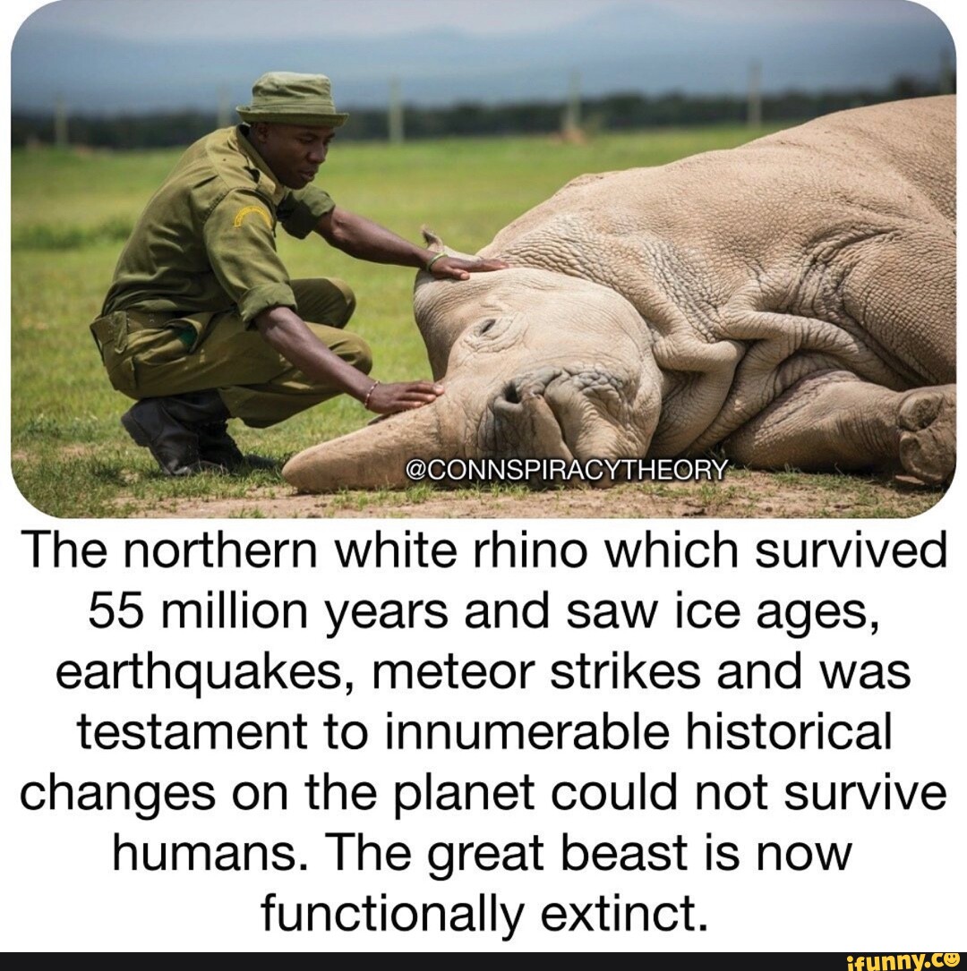 CONSPIRACY THECRY The northern white rhino which survived 55 million