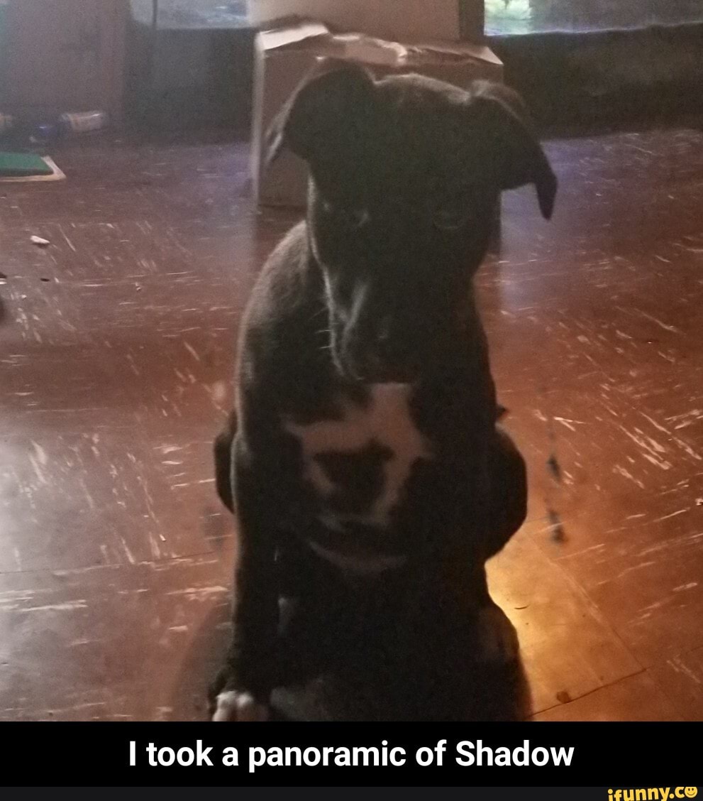 I
ad
I took a panoramic of Shadow - I took a panoramic of Shadow