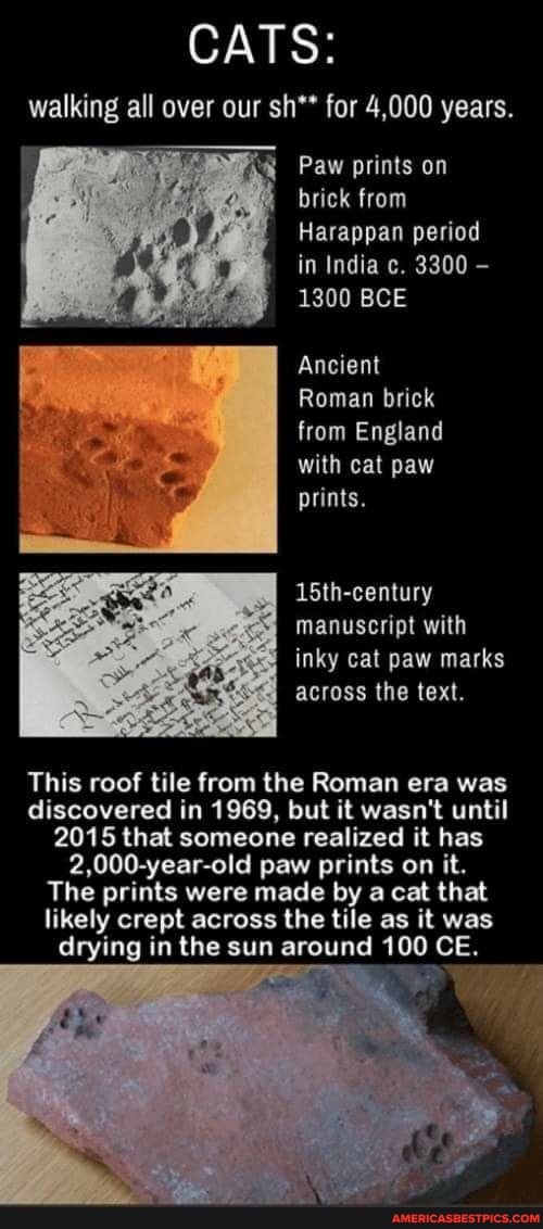 CATS: walking all over our sh** for 4,000 years.
Paw prints on brick from
Harappan period in India c. 3300 -
1300 BCE
Ancient
Roman brick from England with cat paw prints.
15th-century
manuscript with inky cat paw marks across the text.
This roof tile from the Roman era was discovered in 1969, but it wasn't until
2015 that someone realized it has
2,000-year-old paw prints on it.
The prints were made by a cat that likely crept across the tile as it was drying in the sun around 100 CE.