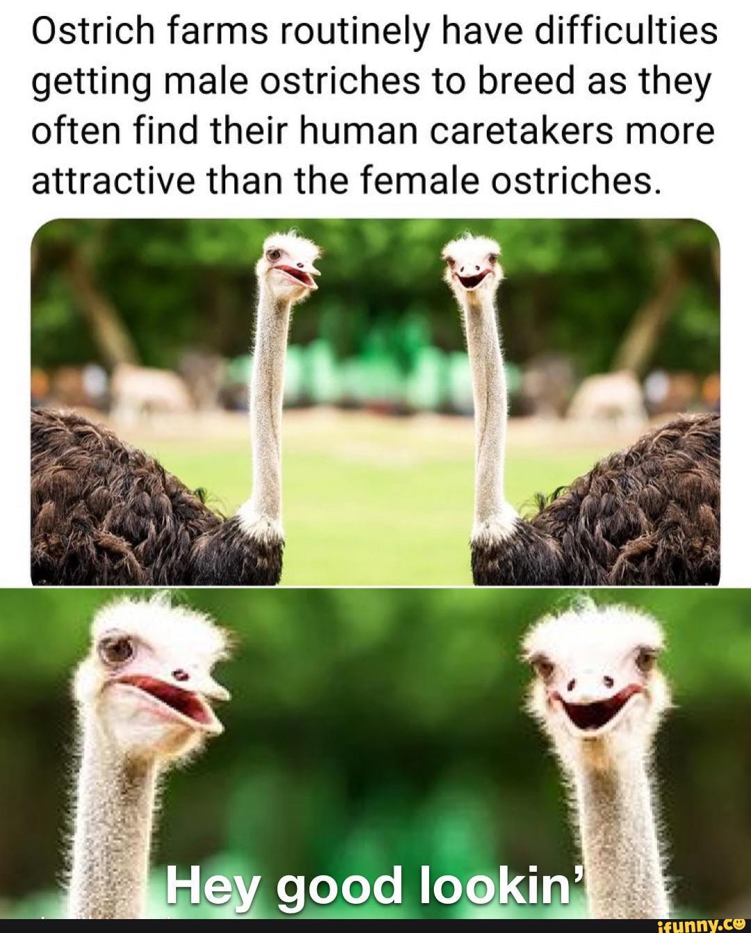 Ostrich farms routinely have difficulties getting male ostriches to ...