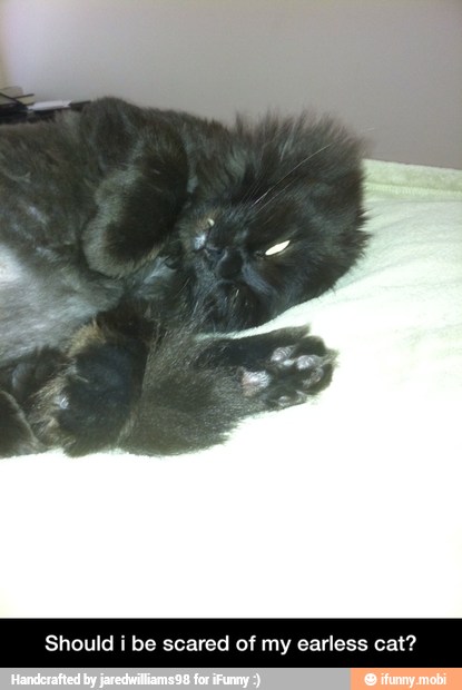 Id
i
be scared of my earless cat - Should i be scared of my earless cat?