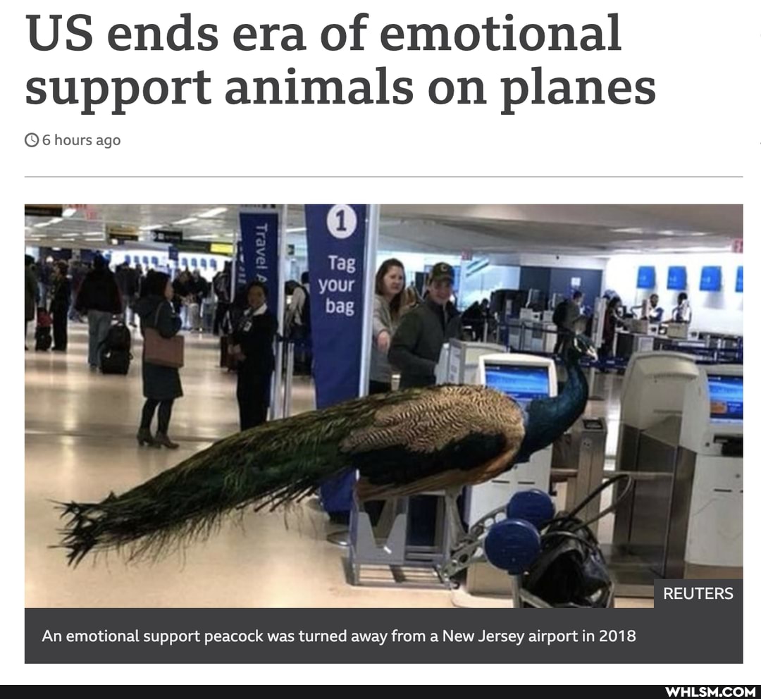 US ends era of emotional support animals on planes
@6 hours ag
REUTERS
An emotional support peacock was turned away from a New Jersey airport in 2018