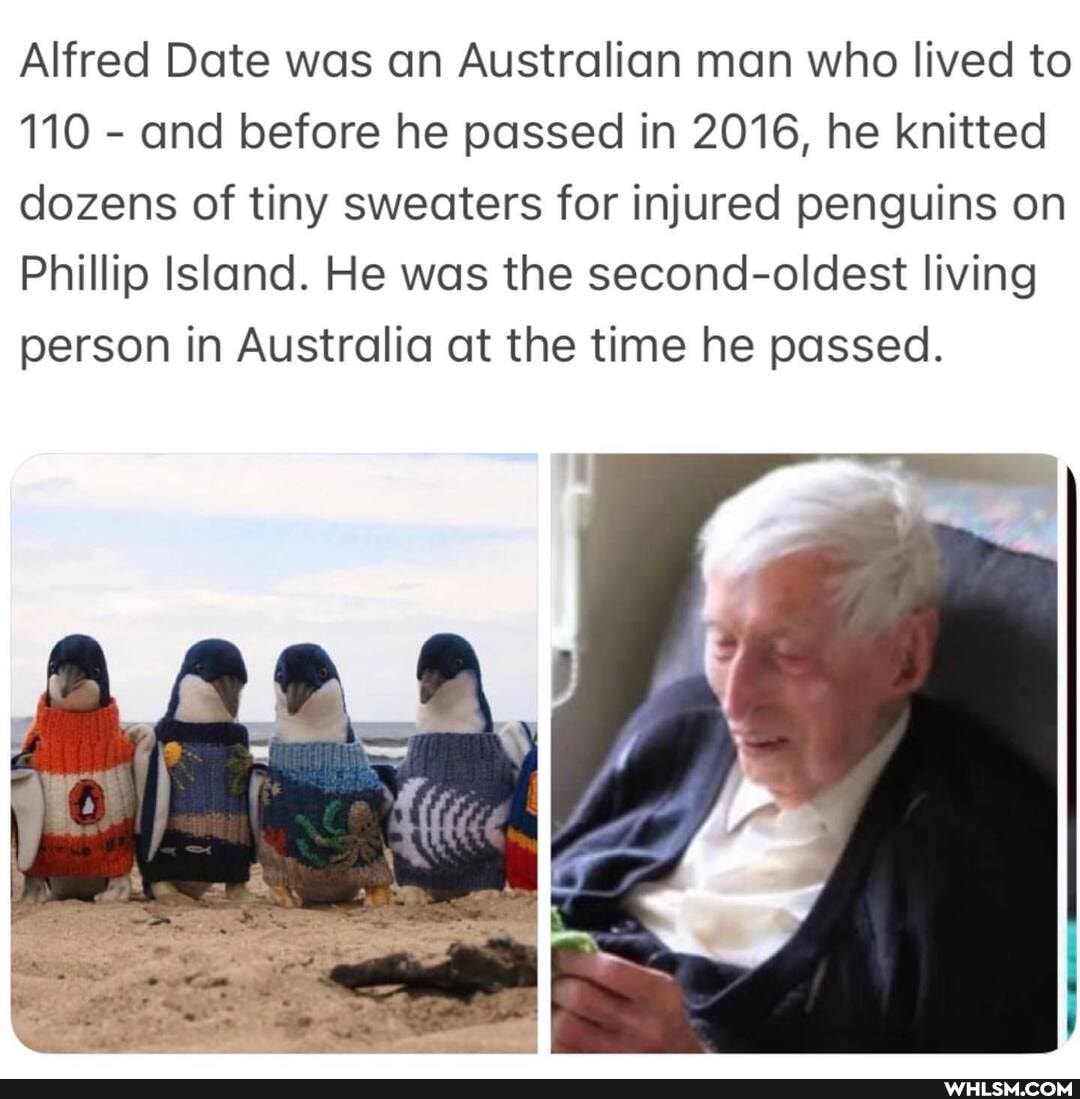 Alfred Date was an Australian man who lived to
110 - and before he passed in 2016, he knitted dozens of tiny sweaters for injured penguins on
Phillip Island. He was the second-oldest living person in Australia at the time he passed.
