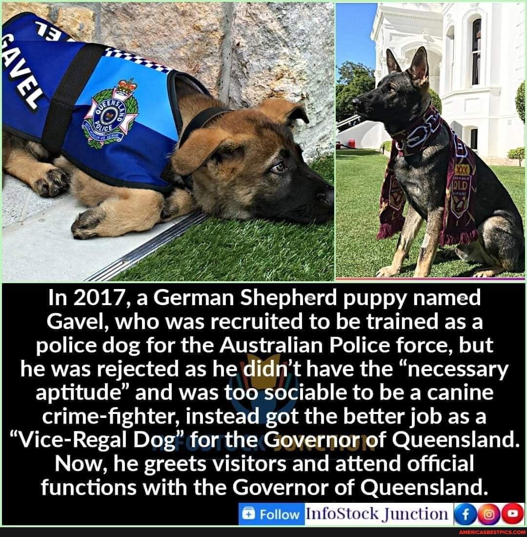 In 2017, a German Shepherd puppy named
Gavel, who was recruited to be trained as a police dog for the Australian Police force, but he was rejected as he didn't have the "necessary aptitude" and was too sociable to be a canine crime-fighter, instead got the better job as a
"Vice-Regal Dog" for the Governor of Queensland.
Now, he greets visitors and attend official functions with the Governor of Queensland.
Follow
Stock Junction