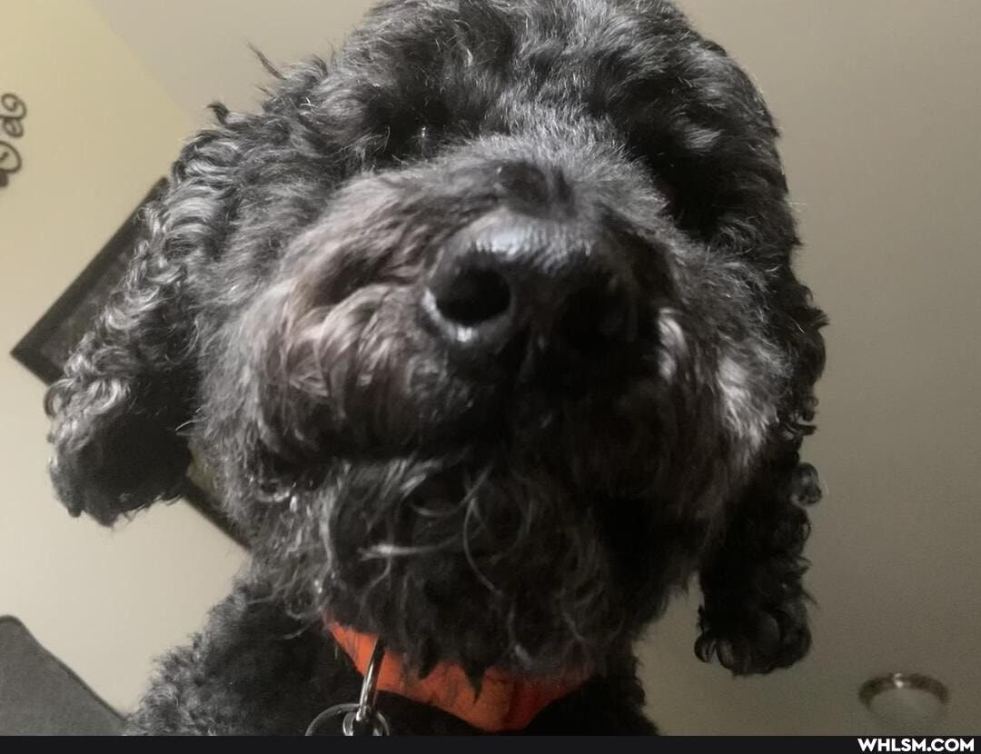 funny, dogs, aww, dogs_are_the_best_people