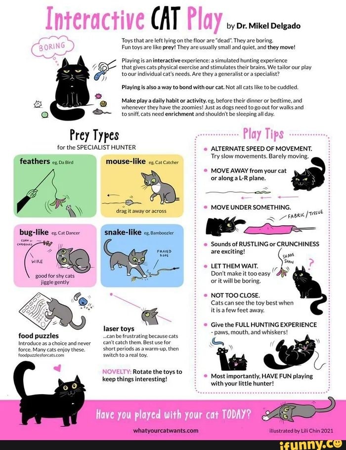 Домашняя кошка инфографика. Hamstring exercises. Left lying. Left lying. Валяться в листьях.