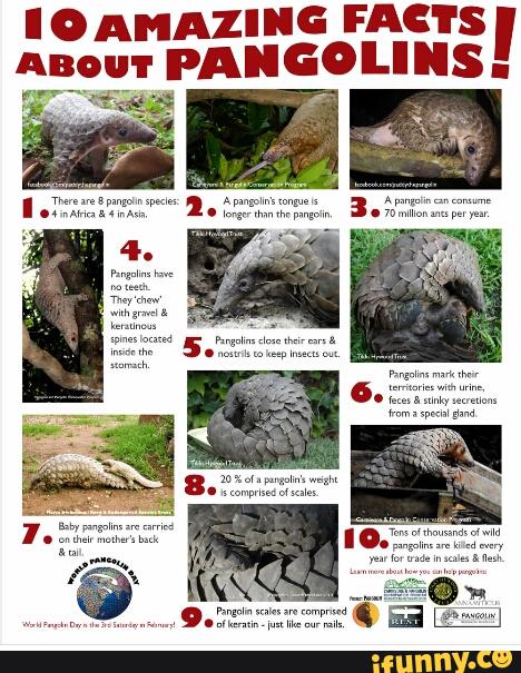 pangolin, endangeredwildlife