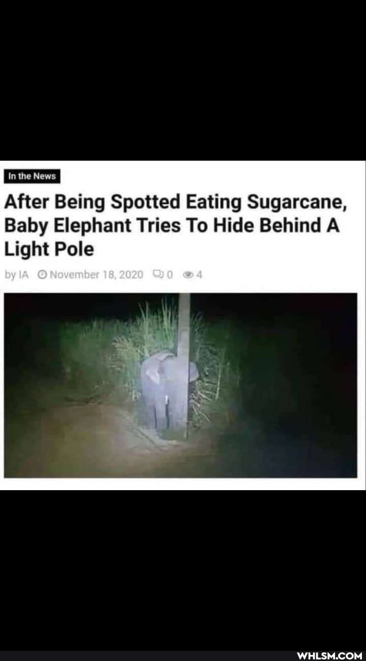 In the News
by
After Being Spotted Eating Sugarcane,
Baby Elephant Tries To Hide Behind A Light Pole