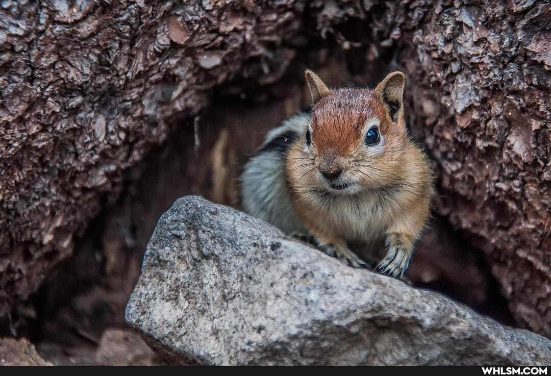 chipmunk, nature, yosemite, photography