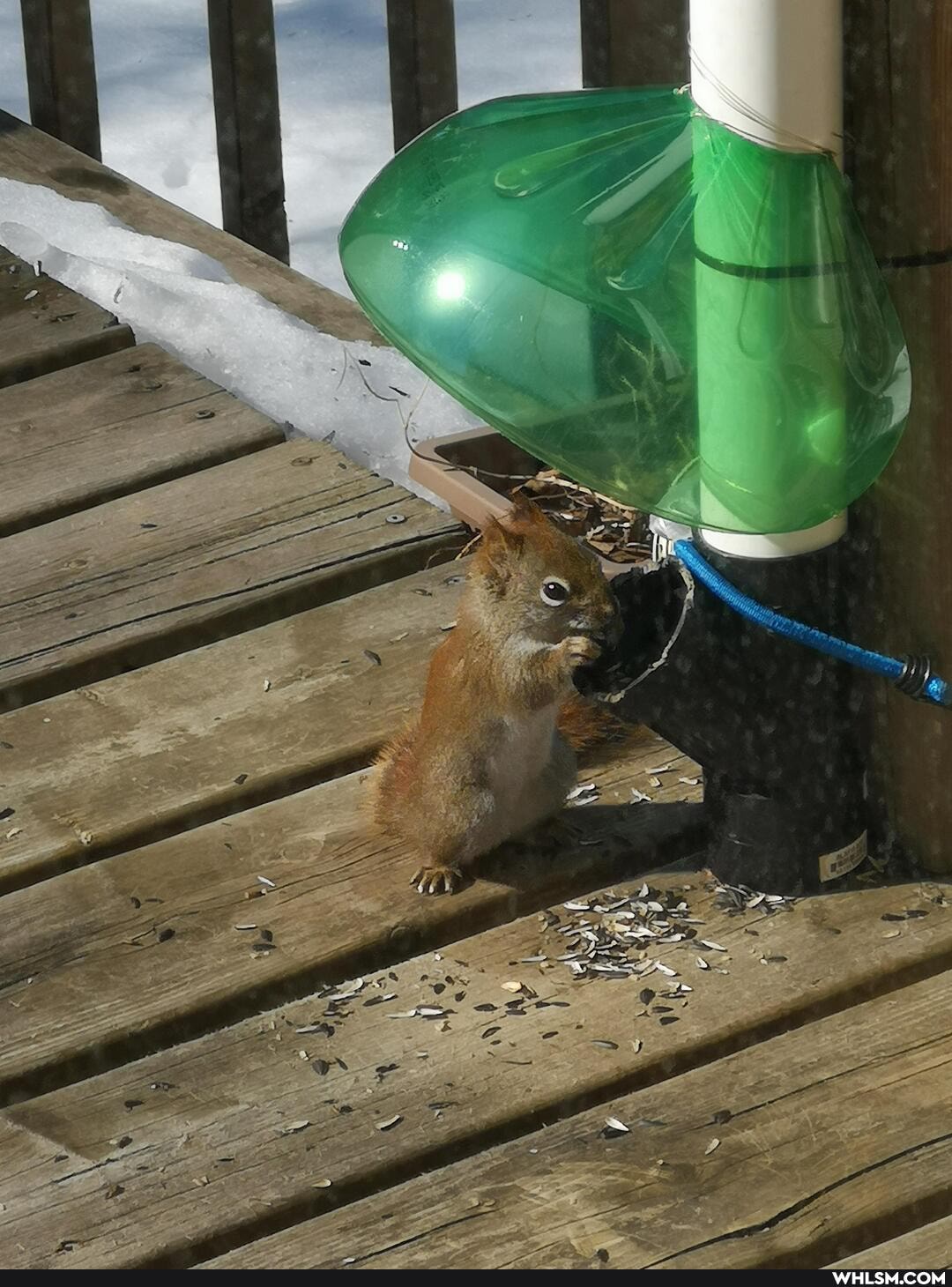 wildlife, squirrel