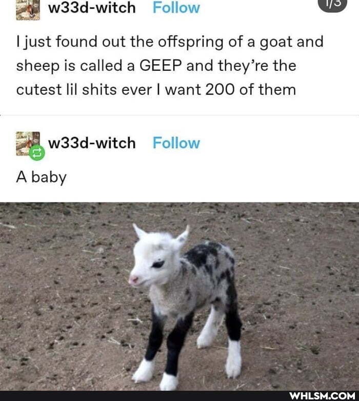 Follow
I just found out the offspring of a goat and sheep is called a GEEP and they're the cutest lil shits ever I want 200 of them
w33d-witch Follow
A baby