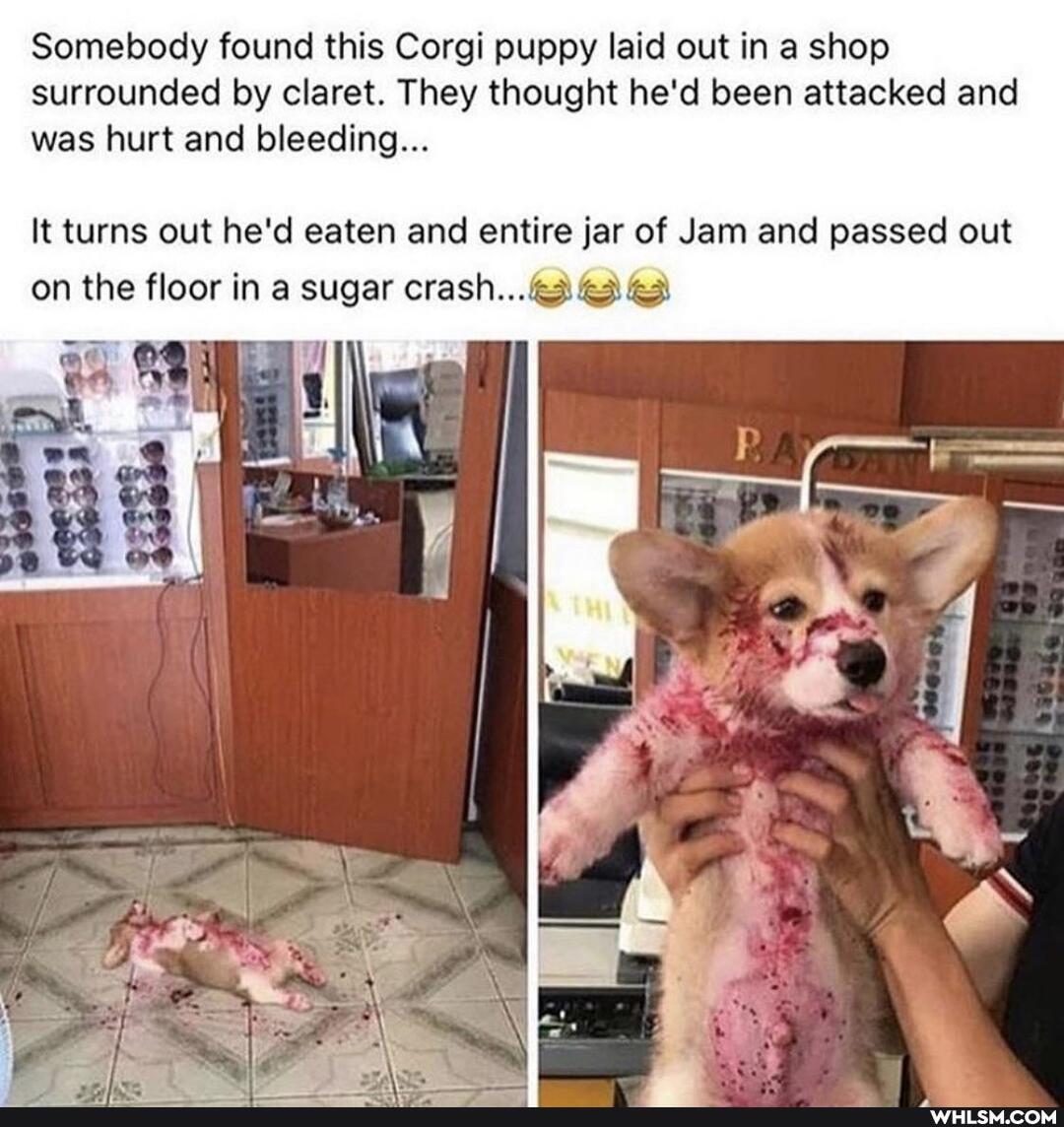 Somebody found this Corgi puppy laid out in a shop surrounded by claret. They thought he'd been attacked and was hurt and bleeding...
It turns out he'd eaten and entire jar of Jam and passed out on the floor in a sugar crash...