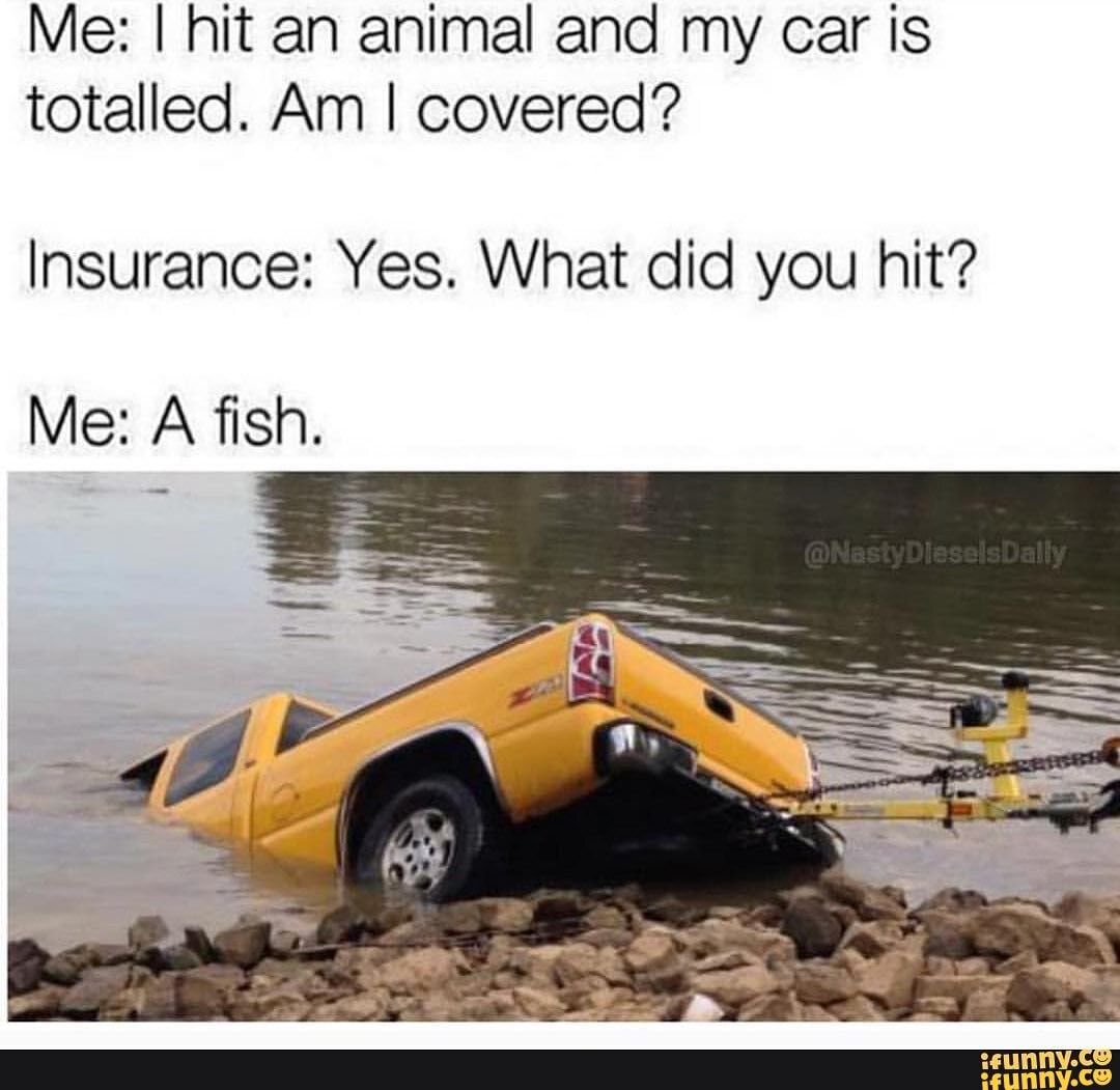 Me: I hit an animal and my car is totalled. Am I covered?
Insurance: Yes. What did you hit?
Me: A fish.