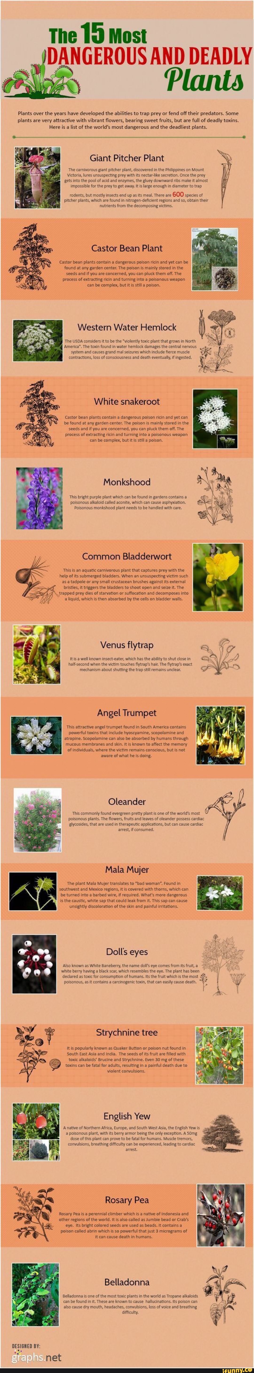 The 19 Most I DANGEROUS AND DEADL Plants over the years have developed ...