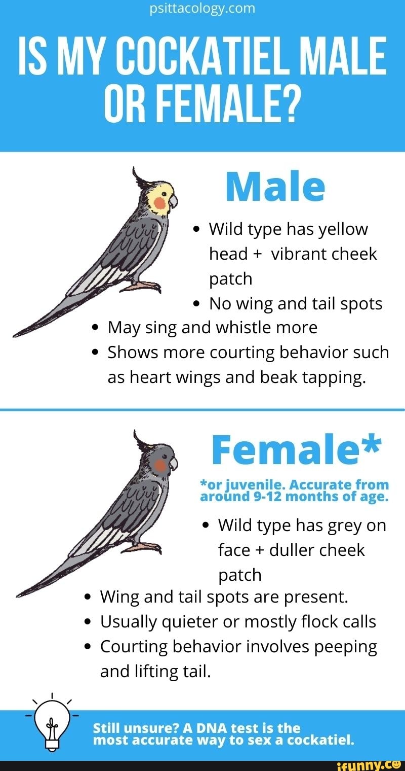 Courting Behavior Examples In Animals