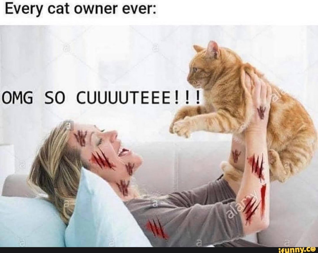 Every cat owner ever:
OMG SO CUUUUTEEE!