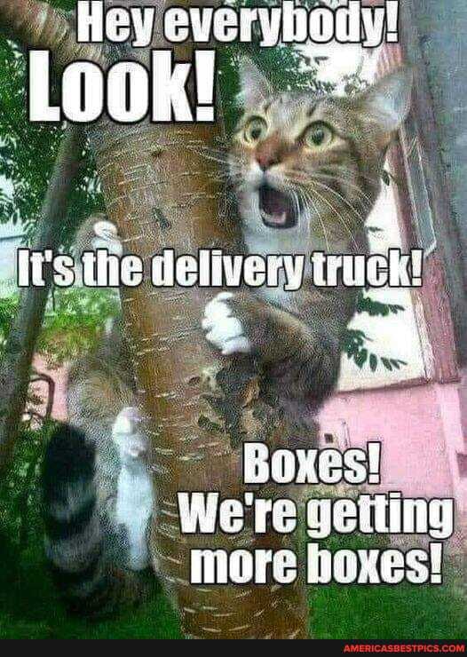 Hey everyhouly!
Look!
tle delivery wuck!
We're geiling more hexes!