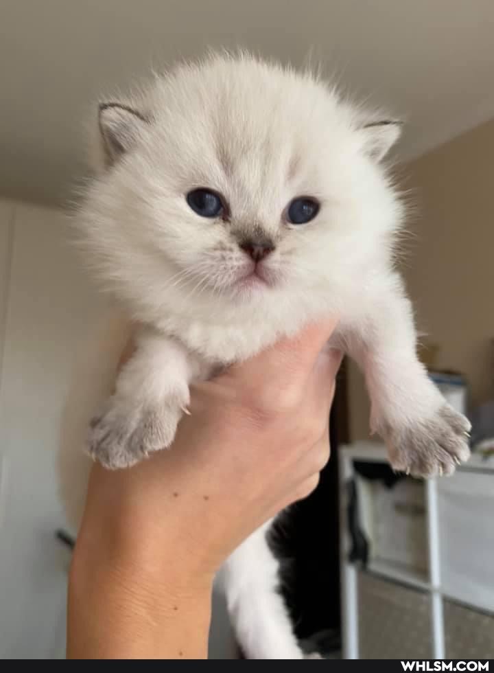 cats, puppy, beautiful