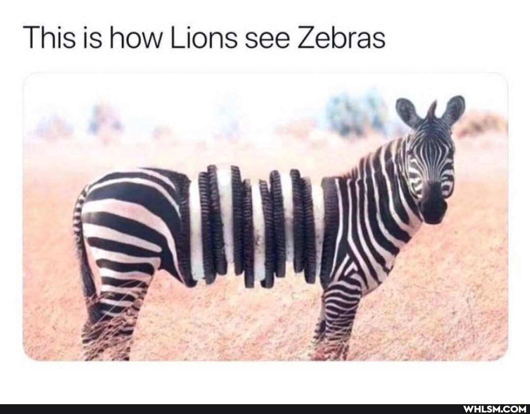 This is how Lions see Zebras
