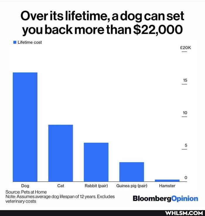 Over its lifetime, adog can set you back more than $22,000
le
Lifetime cost
10 le
Dog Cat Rabbit (pair) Guinea pig (pair)- Hamster
Source: Pets at Home
Note: Assumes average dog lifespan of 12 years, Excludes Bloomb Opinion
veterinary costs