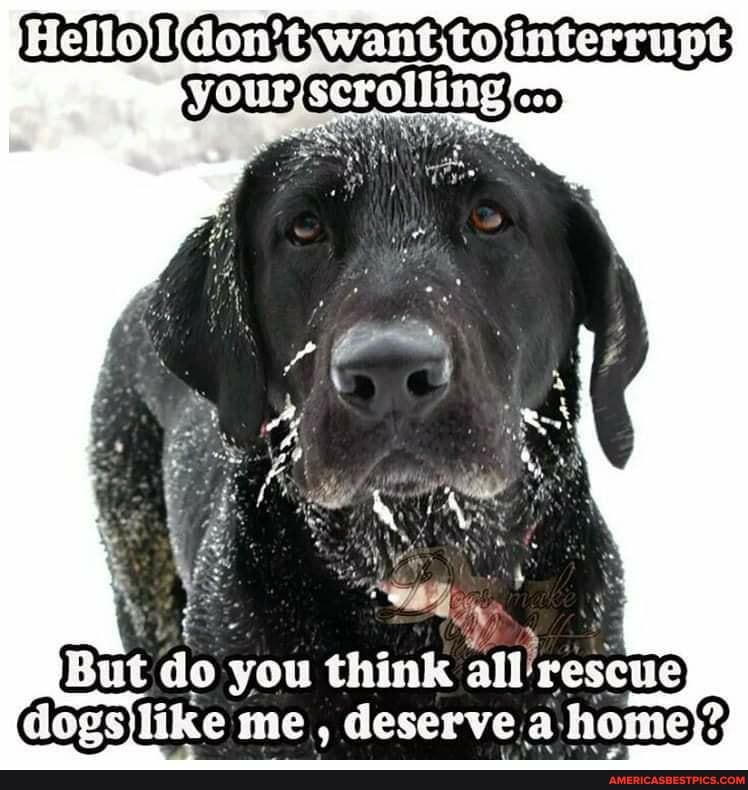 yourscrolling
do you think all rescue dogslike me, deserve a home;',