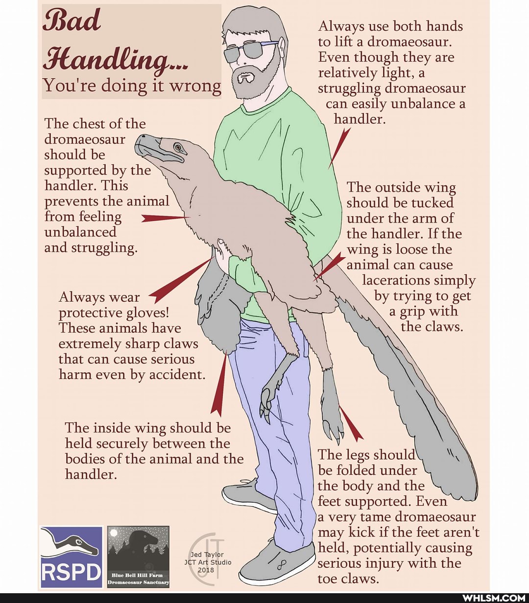Bad
Always use both hands to lift a dromaeosaur.
Even though they are relatively light, a struggling dromaeosaur can easily unbalance a
The chest of the dromaeosaur should be supported by the handler. This prevents the animal from feeling unbalanced and struggling.
The outside wing should be tucked
I under the the arm handler. If of the the handler. If the wing is loose the
VY animal can cause lacerations simply by trying to get a grip with the claws.
Always wear protective gloves!
These animals have extremely sharp claws that can cause serious harm even by accident.
The inside wing should be held securely between the bodies of the animal and the handler.
The legs should
be folded under the body and the feet supported. Even a very tame dromaeosaur may kick if the feet aren't held, potentially causing serious injury with the toe claws.
Jed Taylor
JET Art Studio
2018