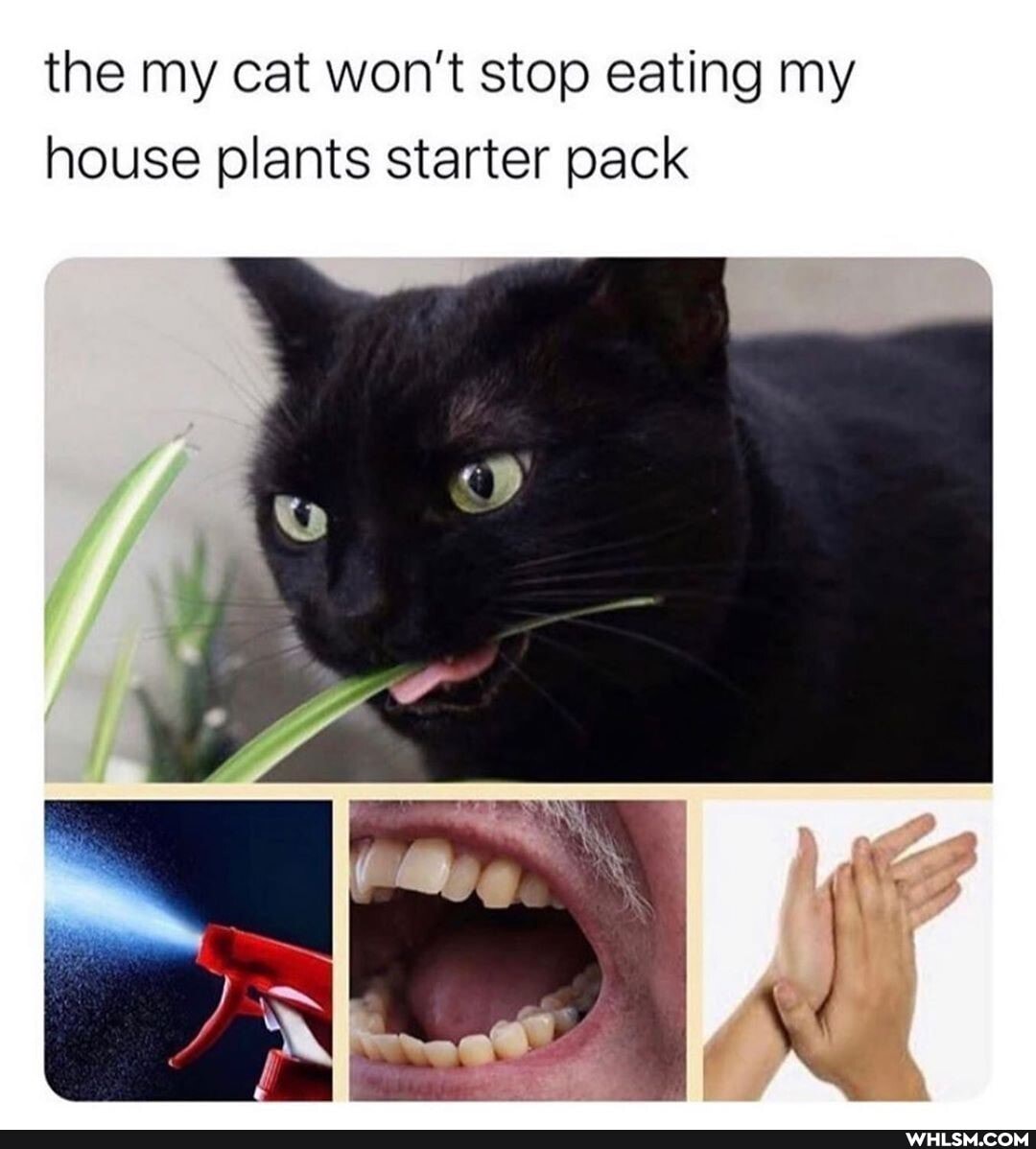 the my cat won't stop eating my house plants starter pack