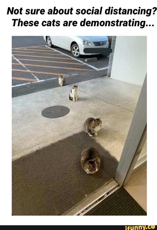 Not sure about social distancing?
These cats are demonstrating...