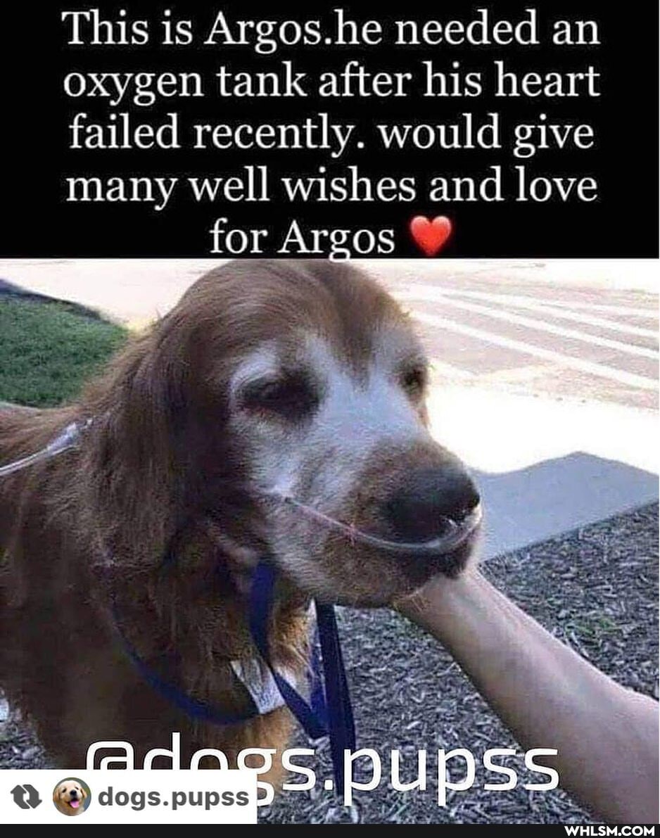This is Argos. he needed an
oxygen tank after his heart
failed recently. would give
many well wishes and love for Argos