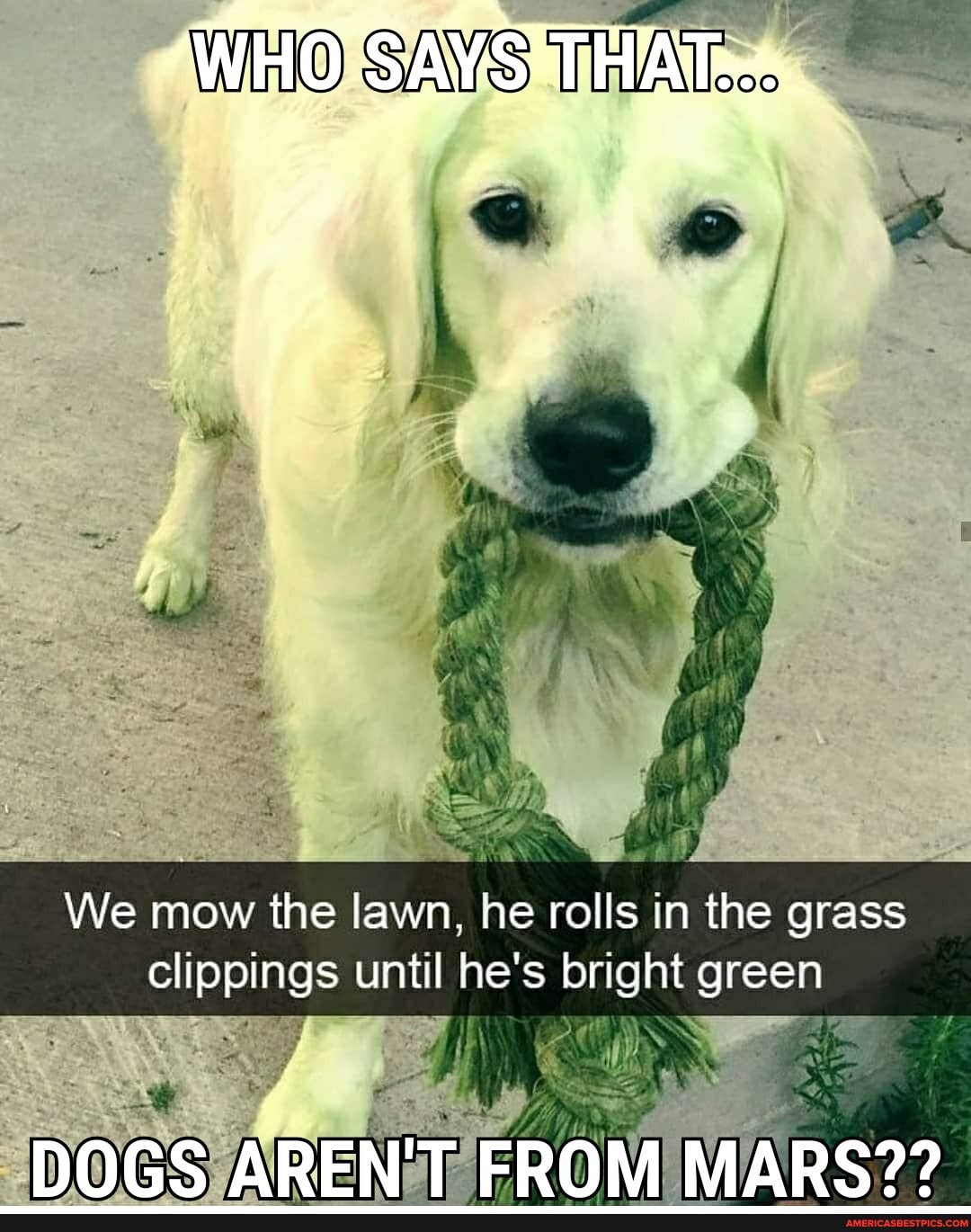 WHO
We mow the lawn, he rolls in the grass clippings until he's bright green
AIRS
DOGS AREN'T FROM SS MARS??