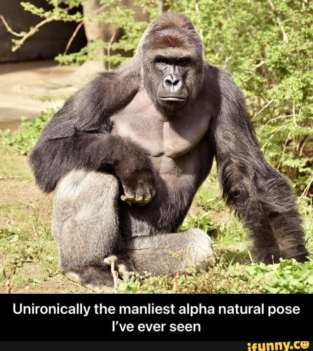 Unironically the manliest alpha natural pose
I've ever seen - Unironically the manliest alpha natural pose I’ve ever seen