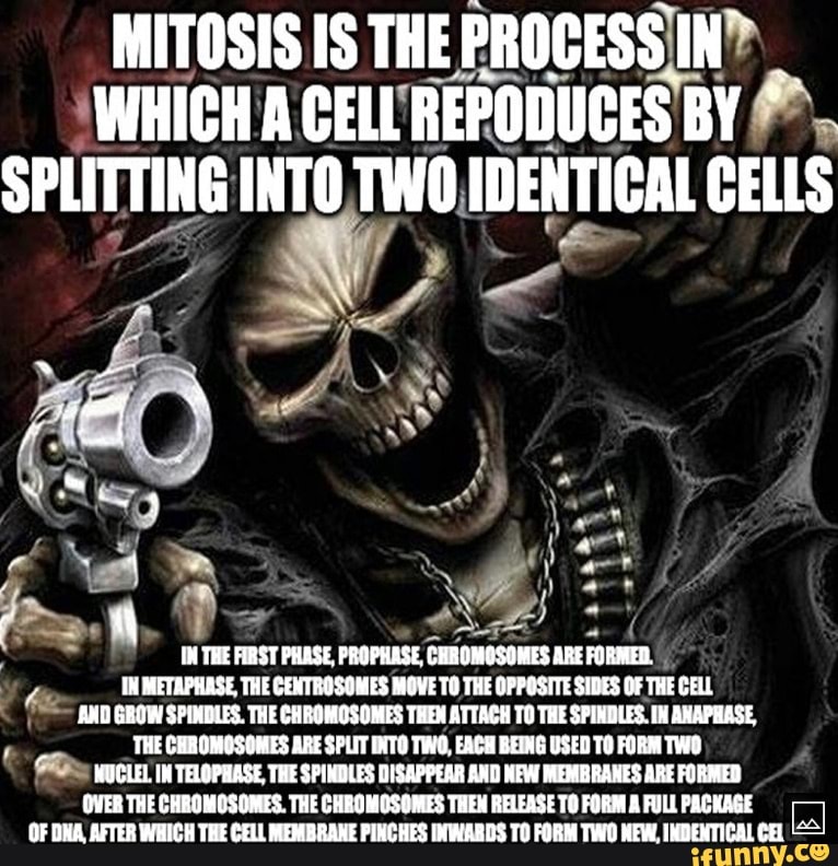MITOSIS IS THE PROCESS WHICH CELL REPODUCES BY SPLITTING INTO TWO