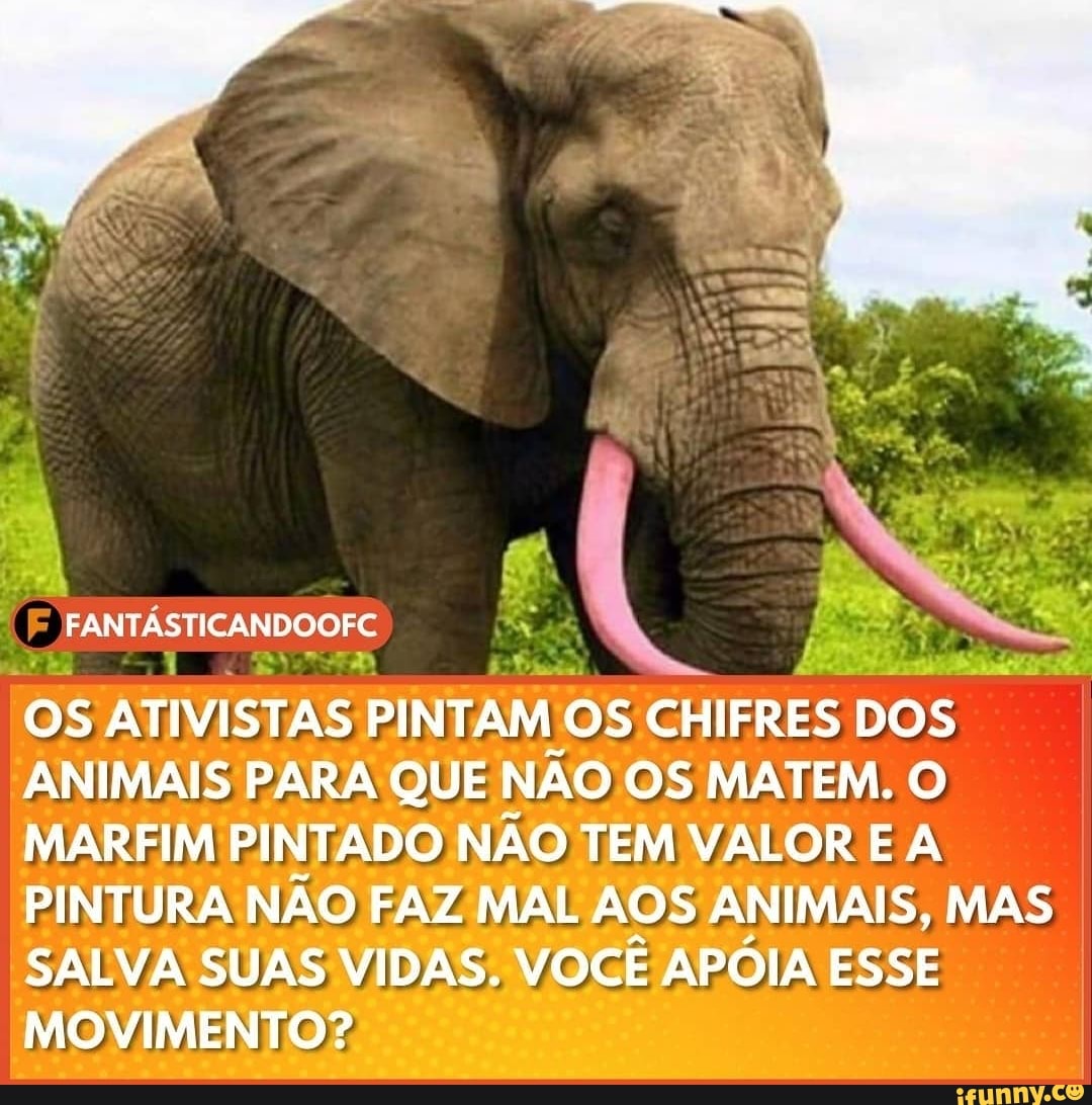 FANTÁSTICANDOOFC
OS ATIVISTAS PINTAM OS CHIFRES DOS ANIMAIS PARA QUE NÃO OS MATEM. O MARFIM PINTADO NÃO TEM VALOR E A PINTURA NÃO FAZ MAL AOS ANIMAIS, MAS SALVA SUAS VIDAS. VOCÊ APOIA ESSE MOVIMENTO?