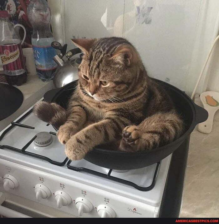 hooman, make, mashed, purrtatoes