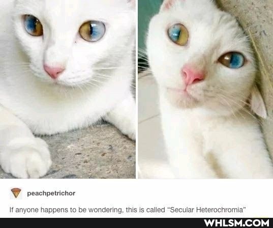 If anyone happens to be wondering, this is called "Secular Heterochromia"
