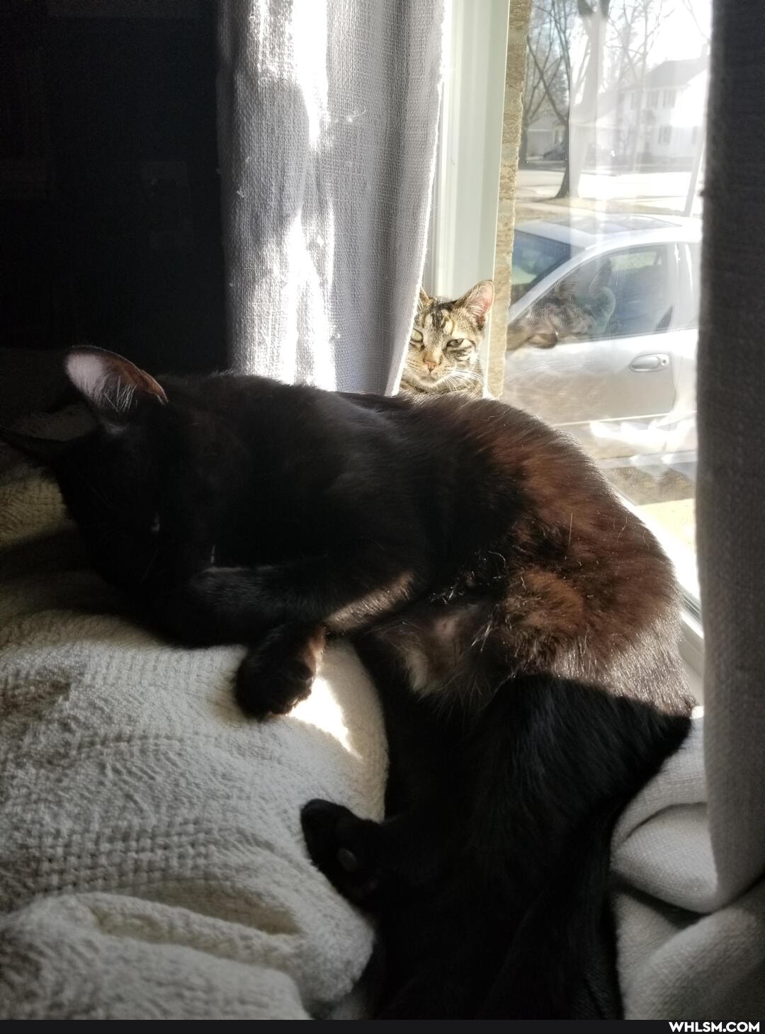 caturday, aww, cat