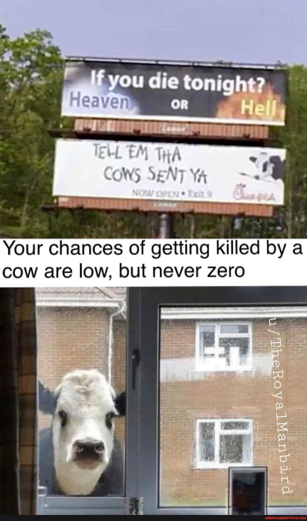 you aie tonighs?
Your chances of getting killed by a cow are low, but never zero
pat quente