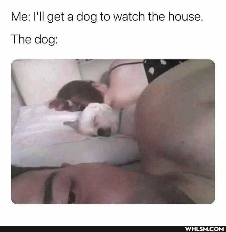 Me: I'll get a dog to watch the house.
The dog: