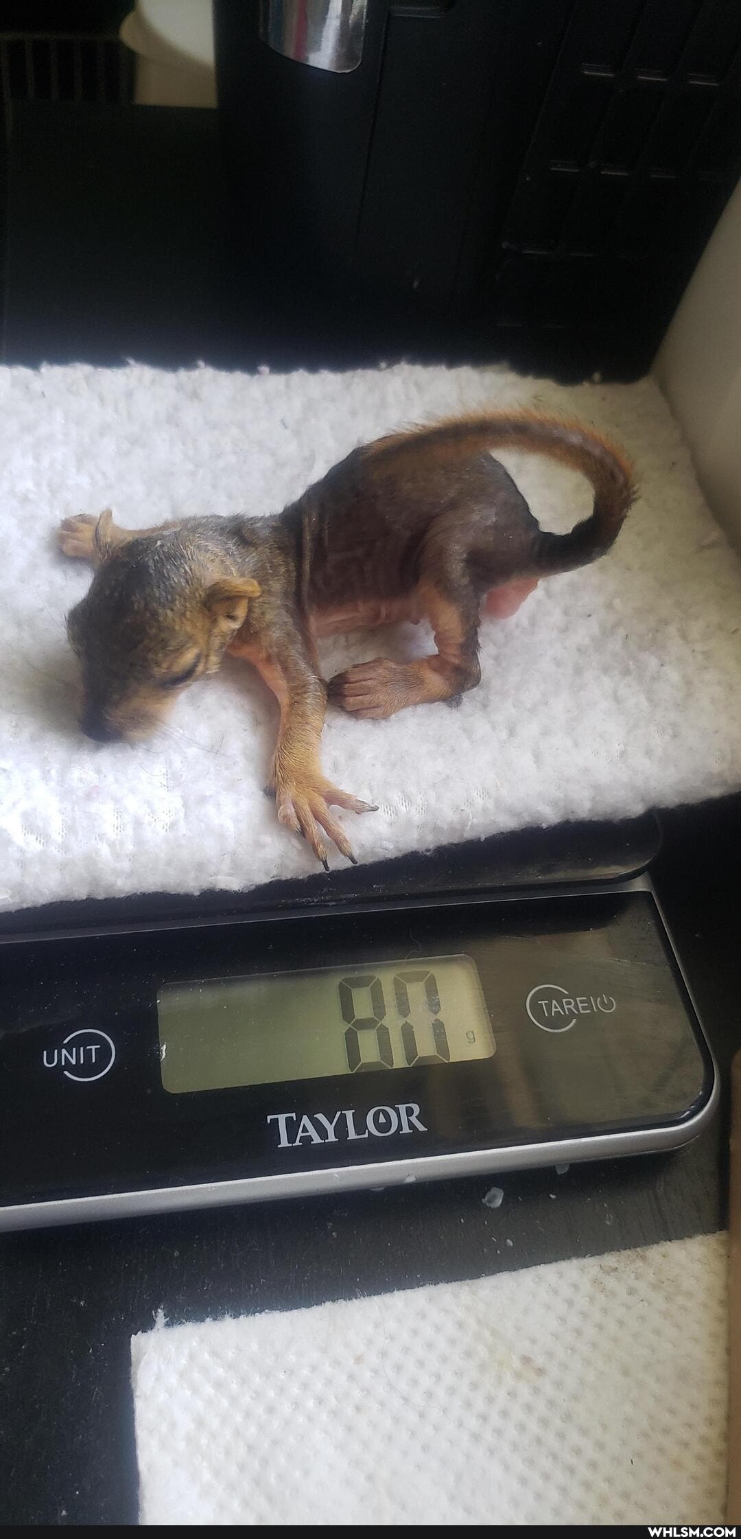 baby_squirrel, baby_animals, wholesome, aww, christmas