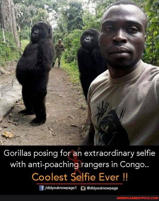 Gorillas posing for an extraordinary selfie with anti-poaching rangers ...